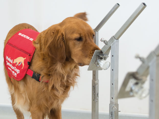 medical detection dogs